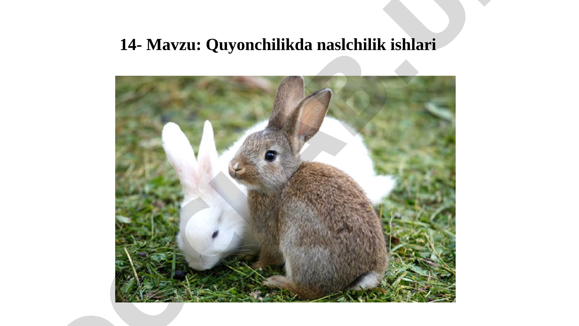 Quyonchilikda naslchilik ishlari