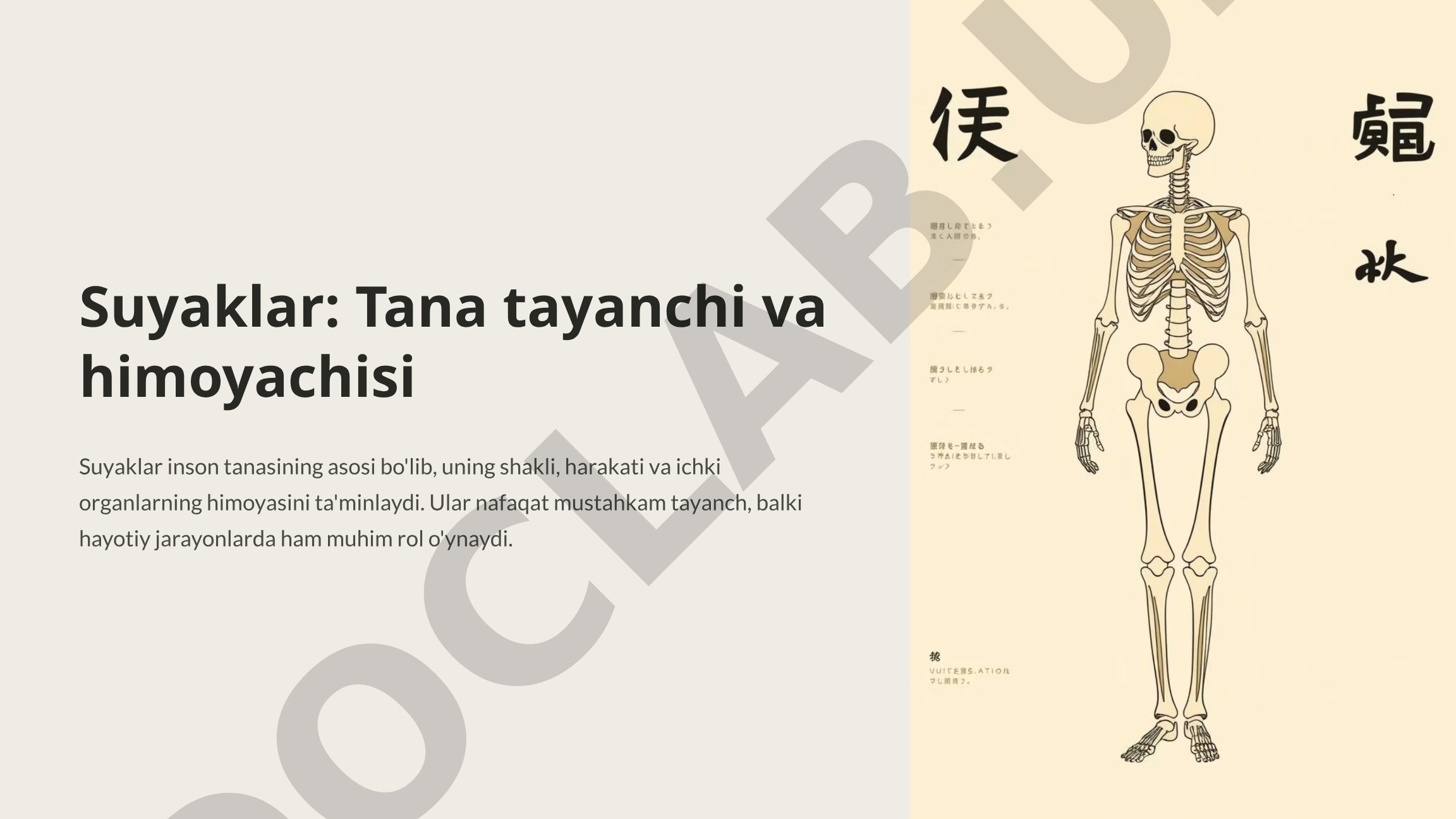 Suyaklar: Tana tayanchi va himoyachisi