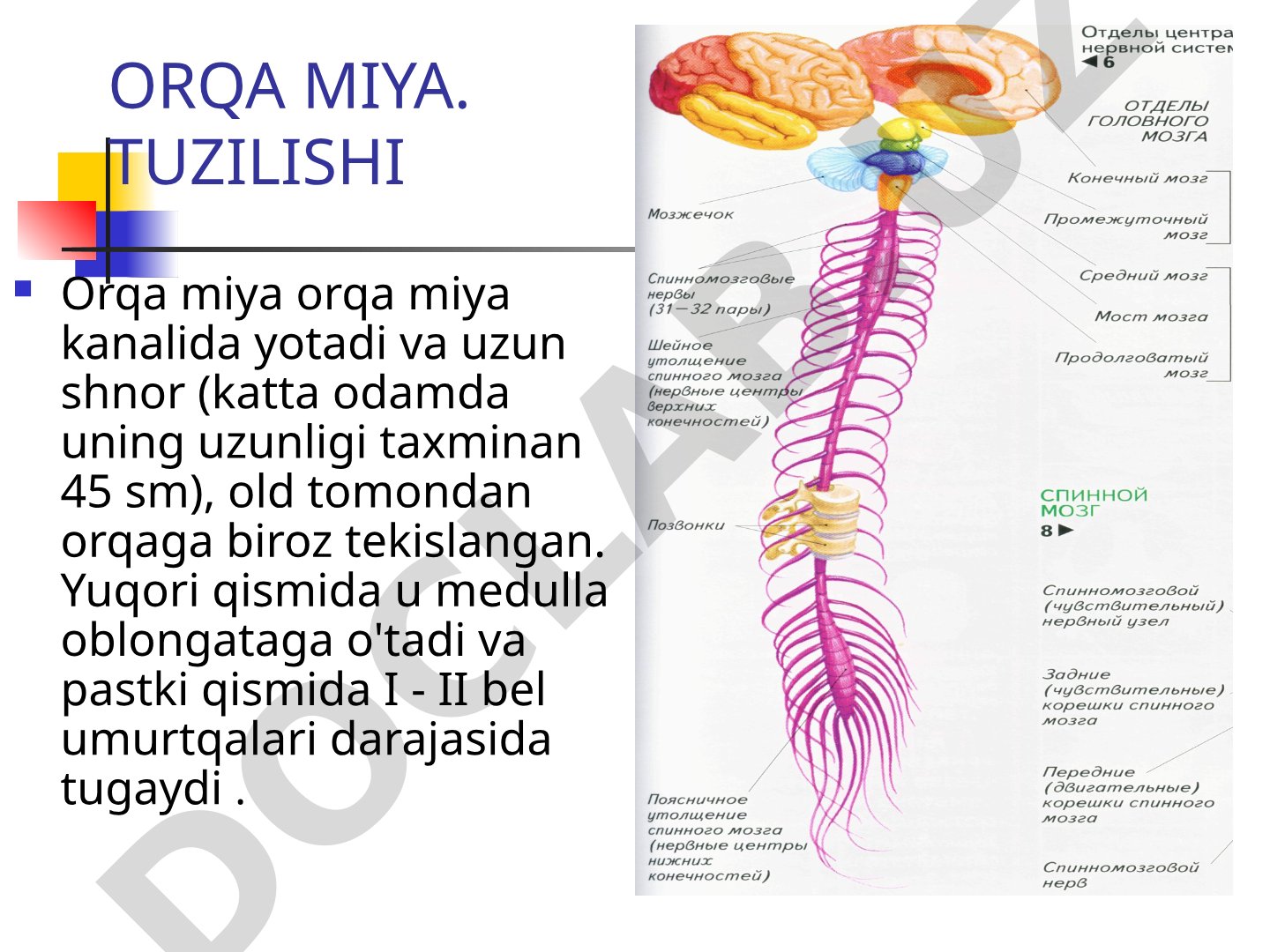 Orqa miya tuzilishi, joylashuvi, kulrang va oq moddasi, oldingi va orqa shoxlari haqida