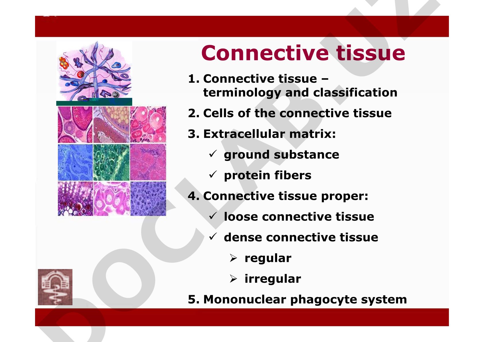 Connective tissue: terminology, cells and extracellular matrix