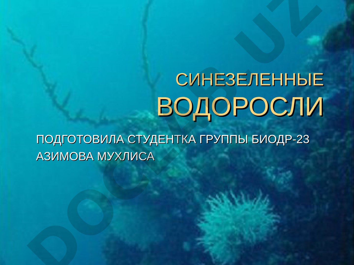Рассматриваются систематика, цитология, размножение и распространение синезеленых