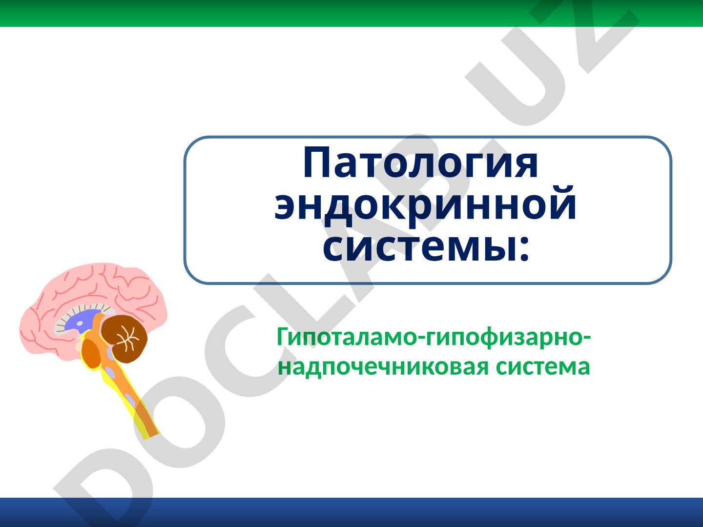Патология эндокринной системы: Гипоталамо-гипофизарно-надпочечниковая система