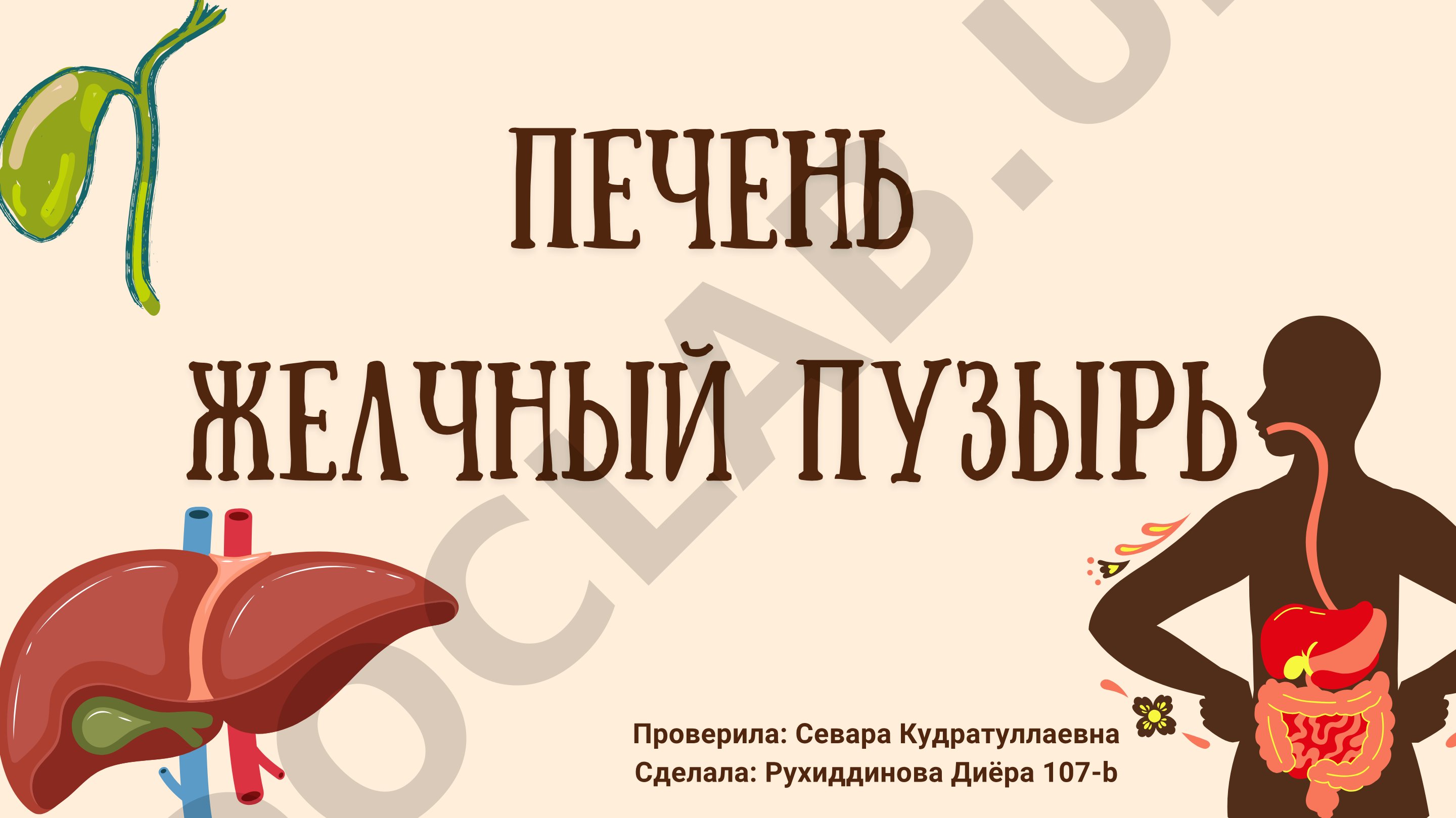 Печень желчный пузырь