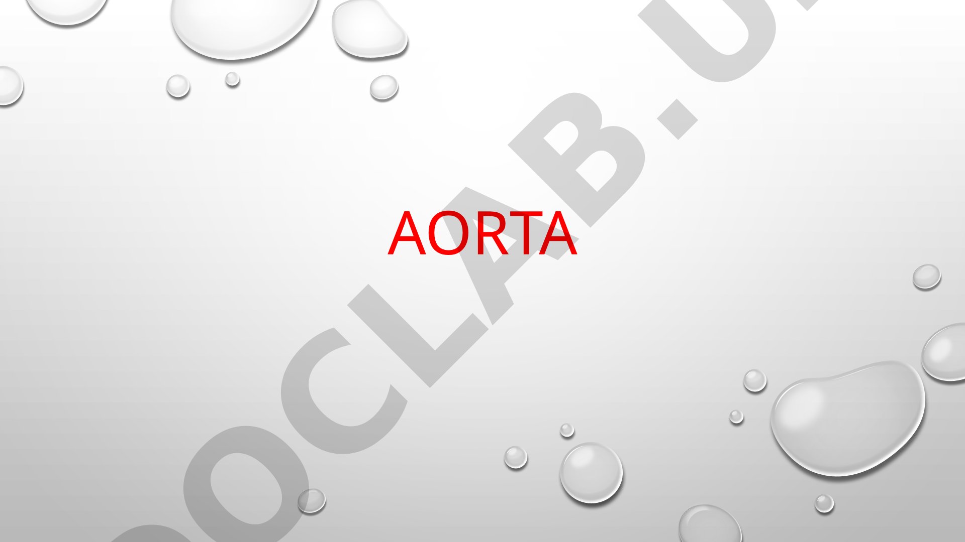 Yurak va aorta anatomiyasi