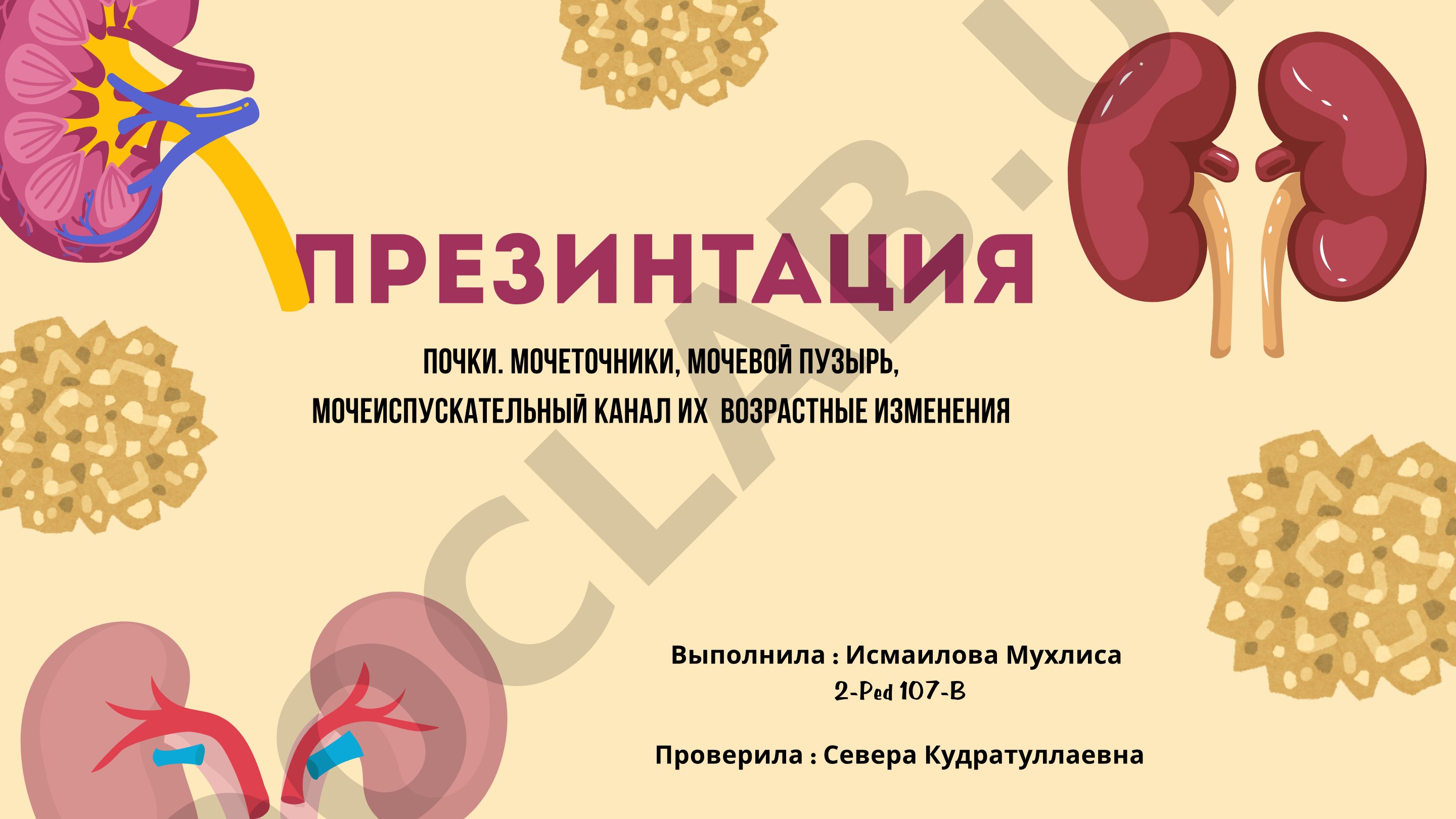 Почки. Мочеточники, мочевой пузырь, мочеиспускательный канал их возрастные изменения
