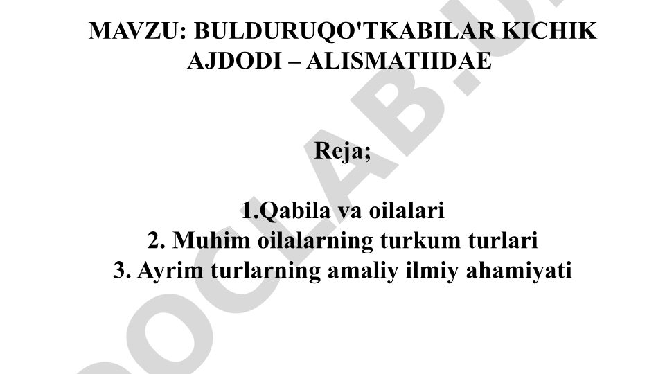 Bulduruqo'tkabilar kichik ajdodi – Alismatidae va Kuchalakabilar kichik ajdodi – Aridae
