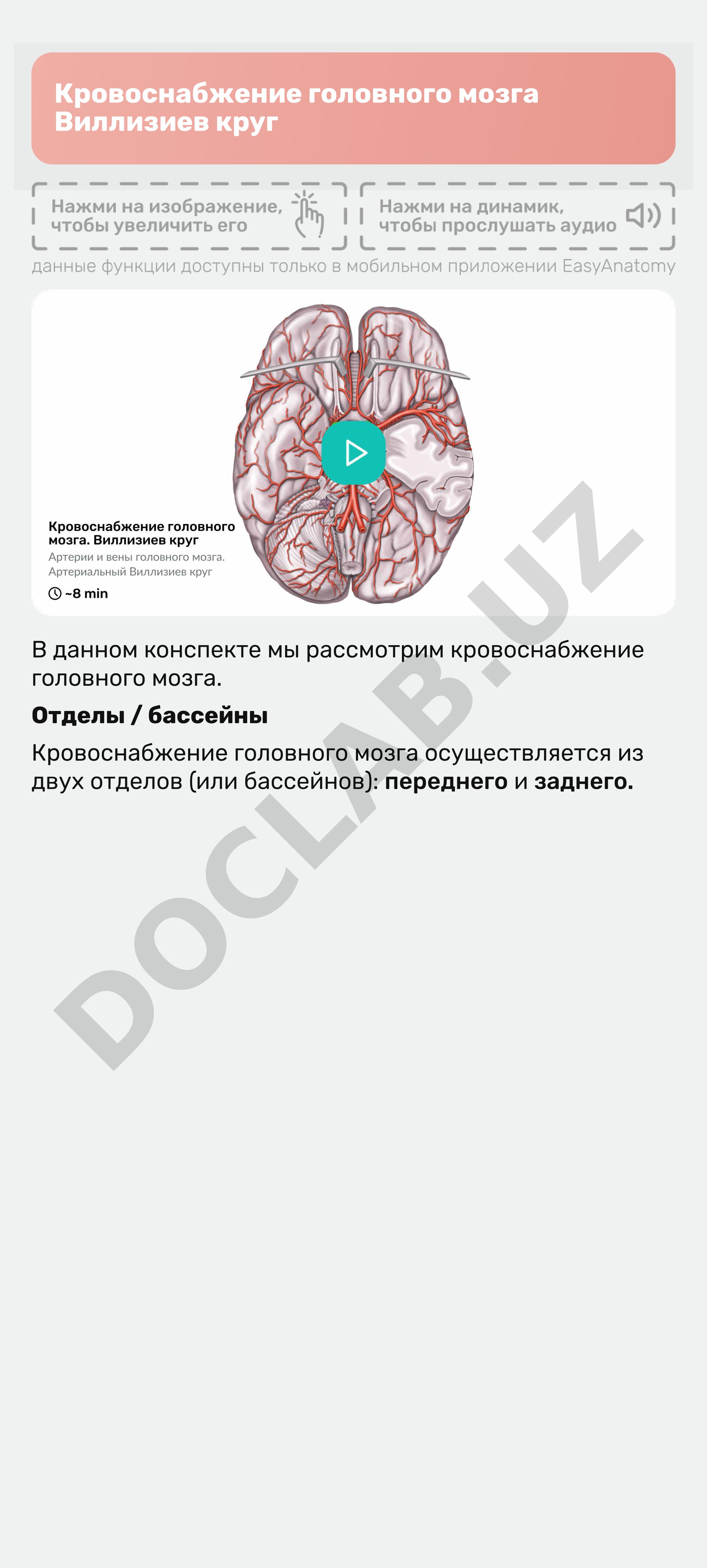 Кровоснабжение головного мозга Виллизиев круг