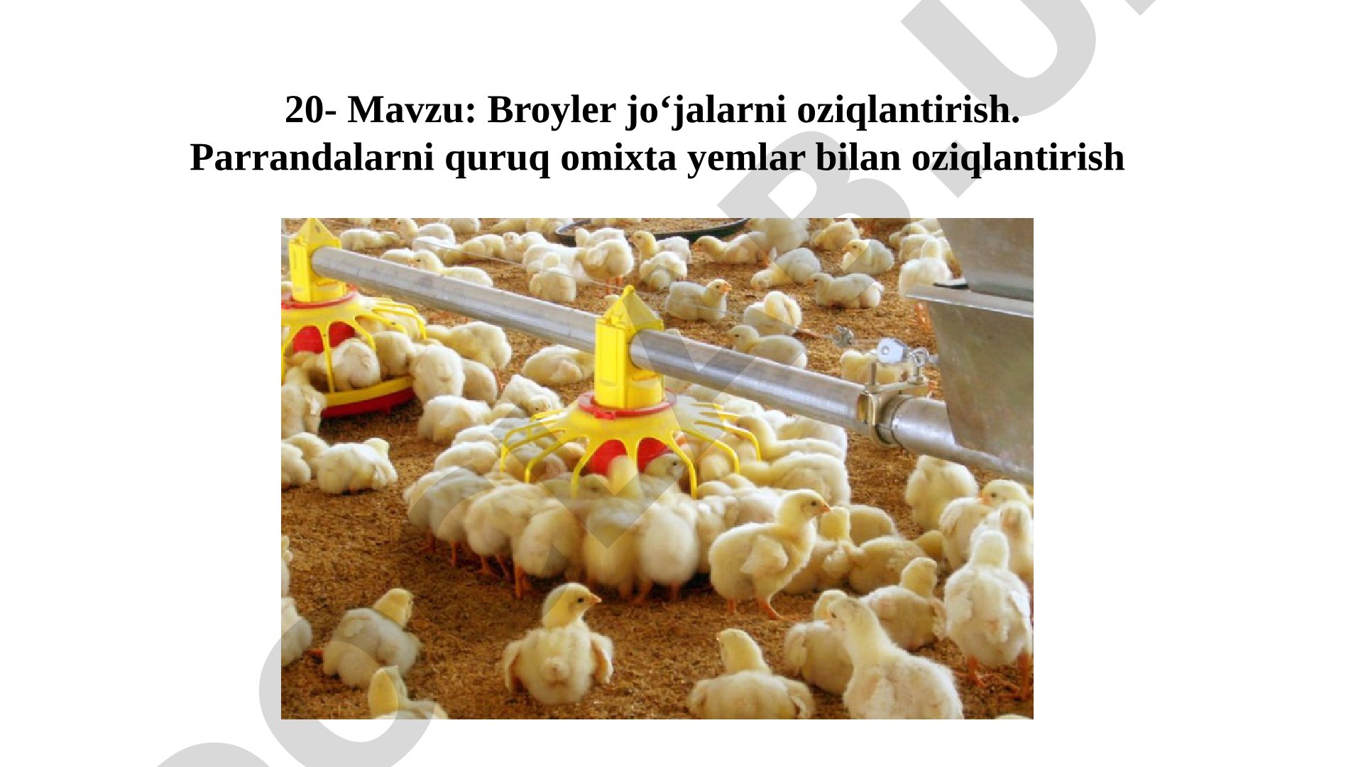 Broyler jo‘jalarni oziqlantirish. Parrandalarni quruq omiхta yemlar bilan oziqlantirish