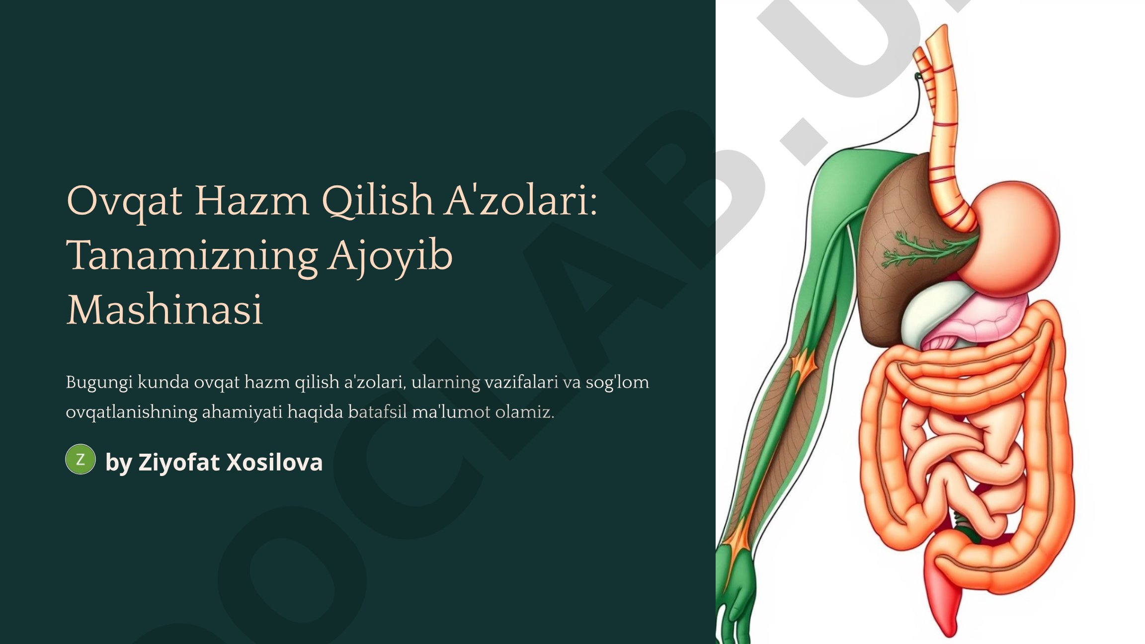 Ovqat Hazm Qilish A'zolari
