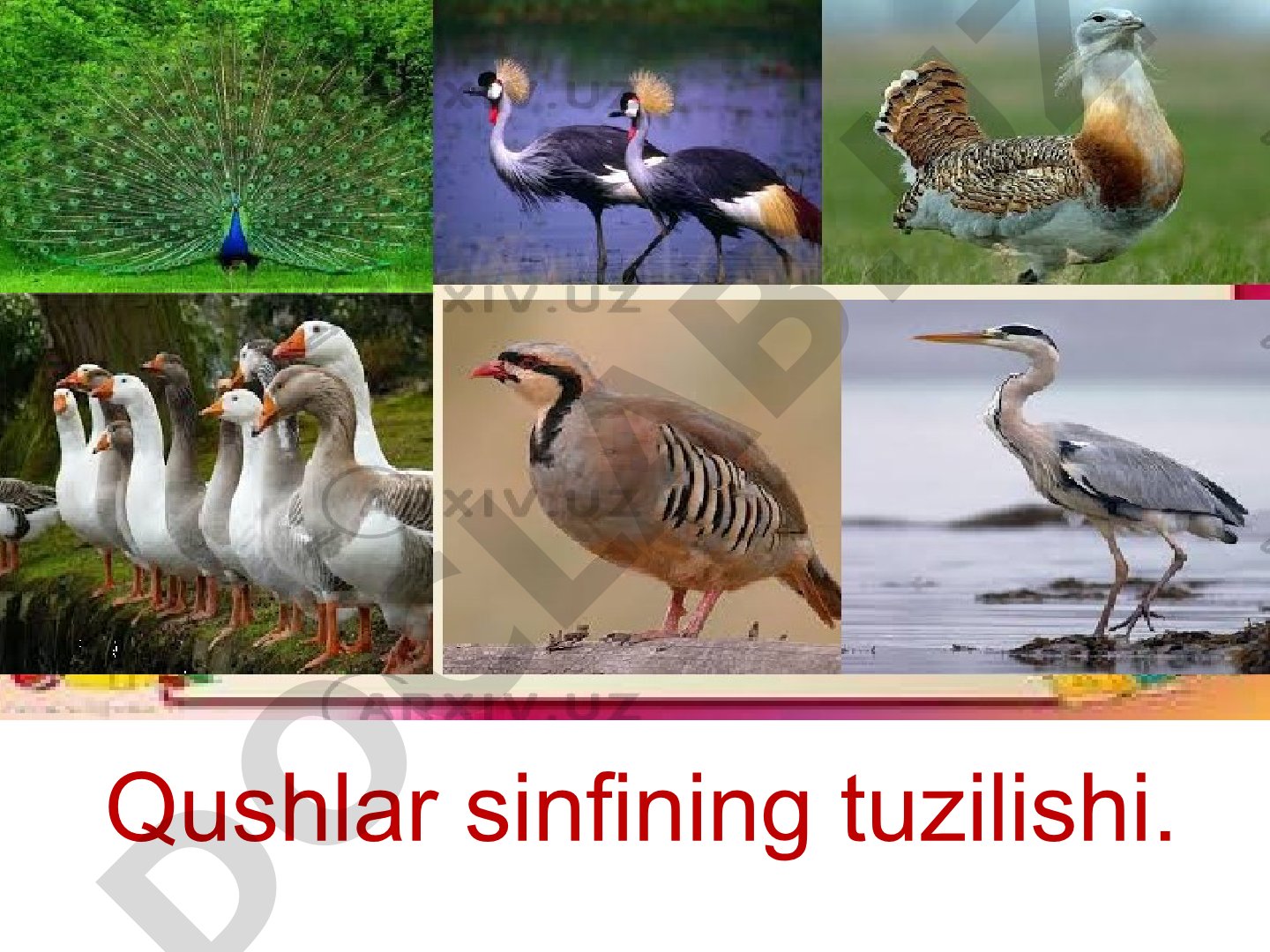 Qushlar sinfining tuzilishi va ko'payishi