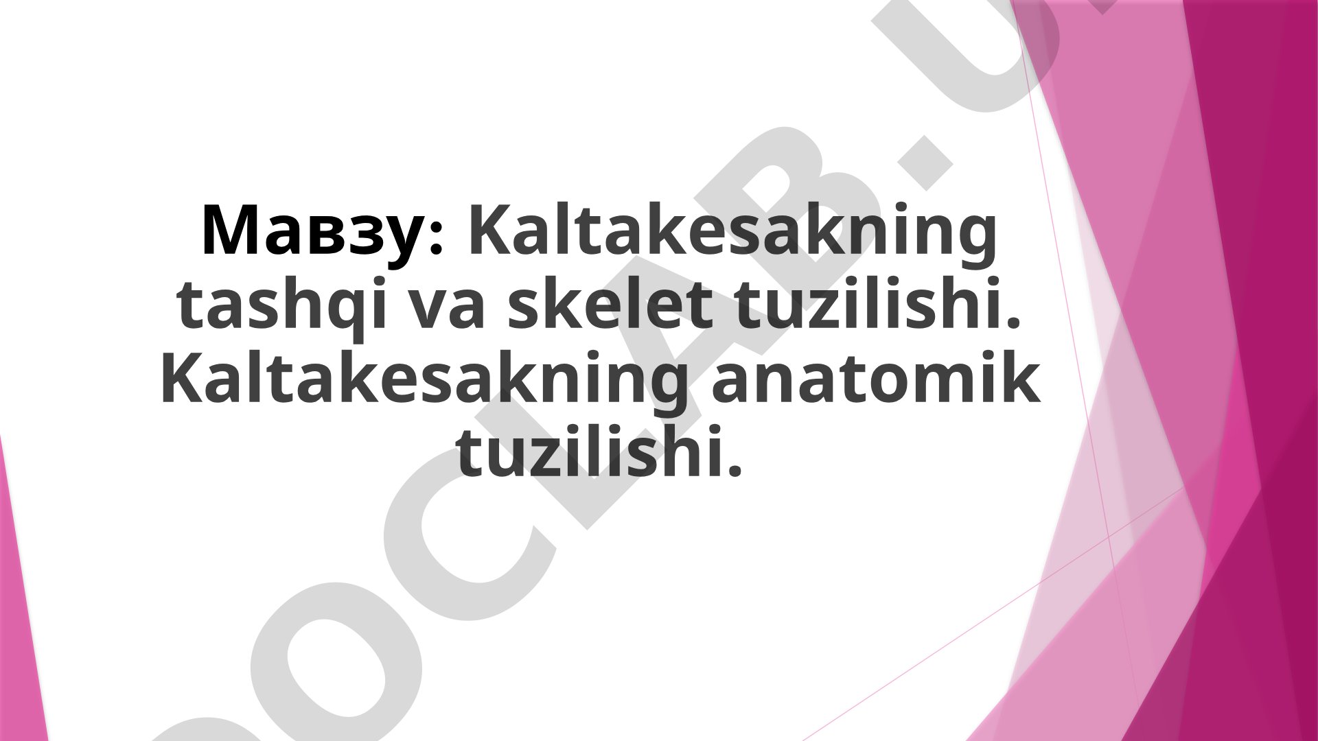 Kaltakesakning tashqi va skelet tuzilishi