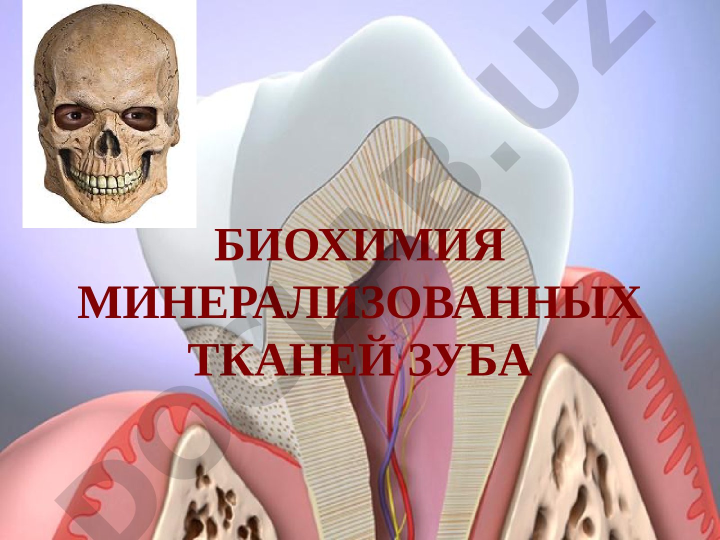 Биохимия минерализованных тканей зуба