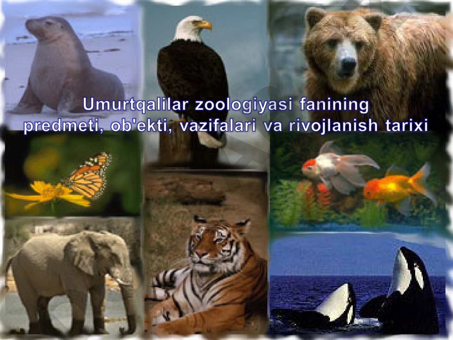 Xordalilar tipining umumiy tavsifi