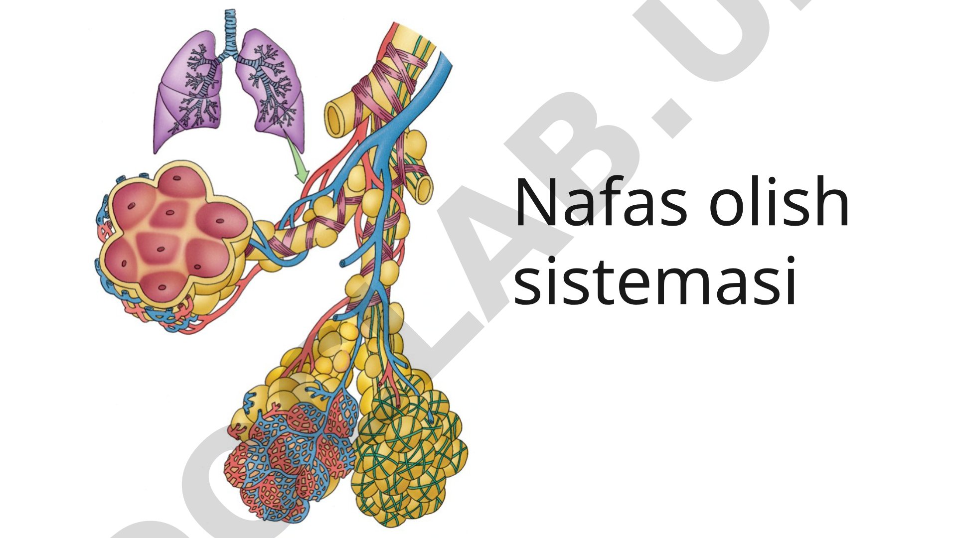 Nafas olish sistemasi organlari tuzilishi va gaz almashinuvi