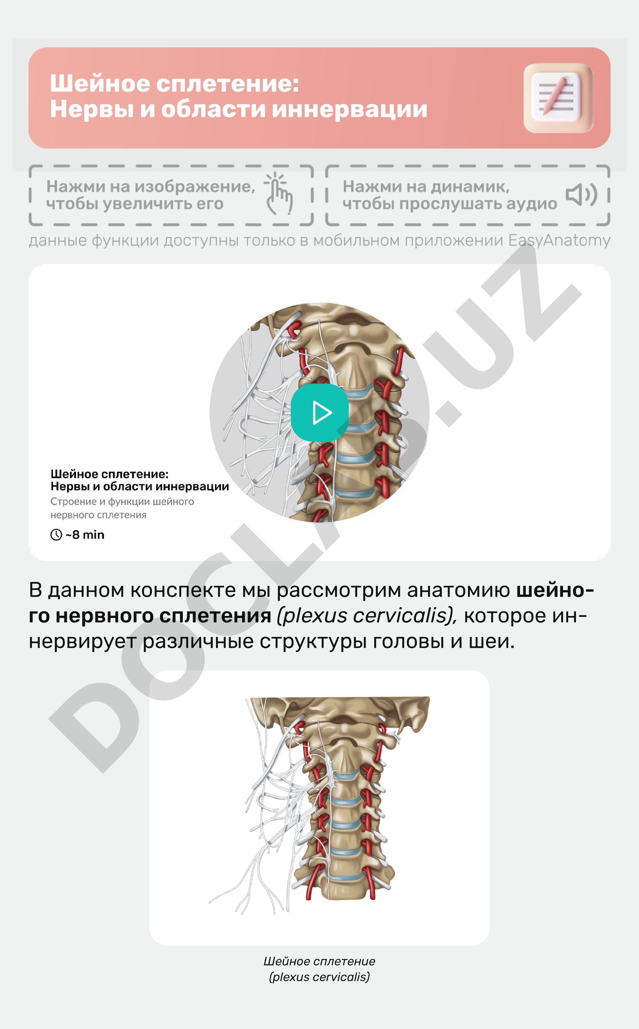 Шейное сплетение: Нервы и области иннервации