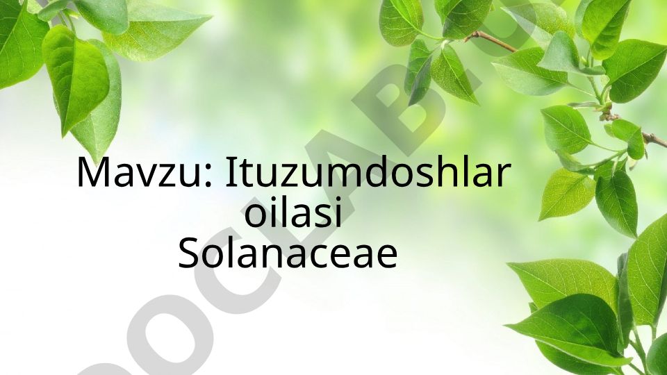 Ituzumdoshlar oilasi Solanaceae