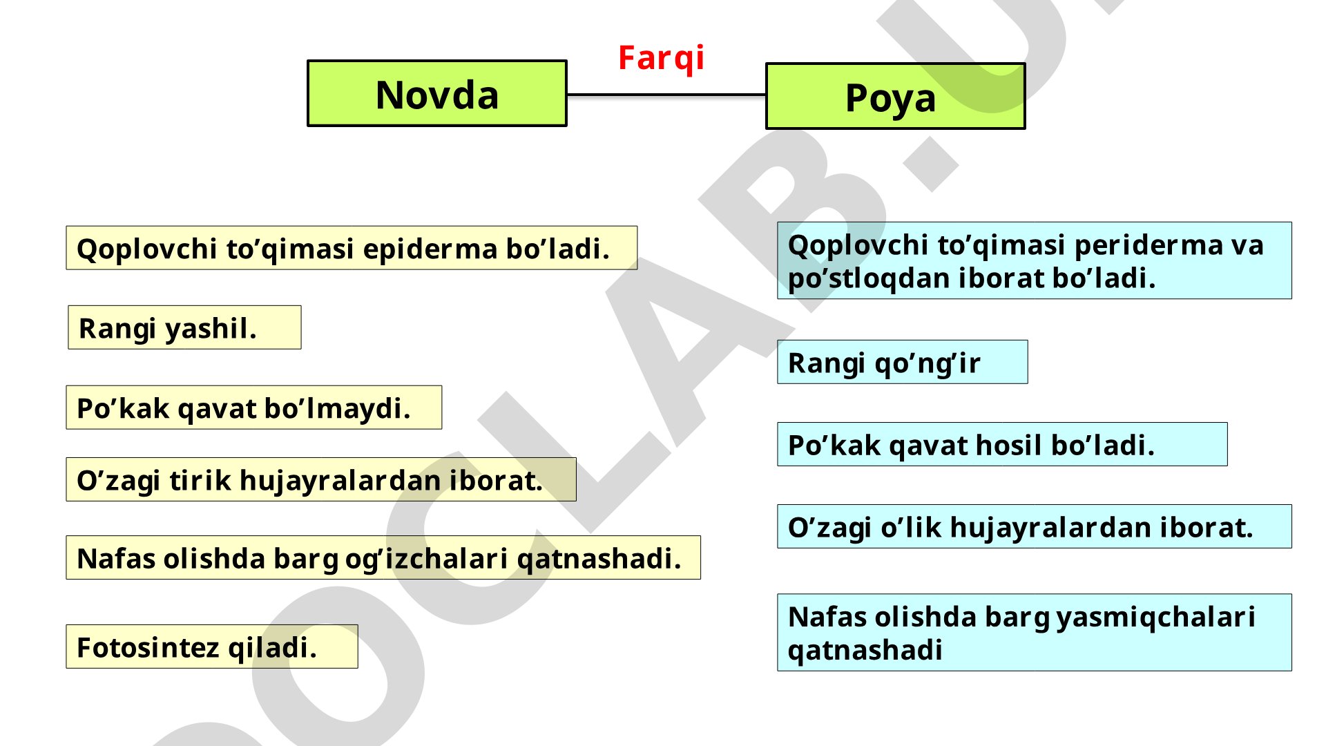 Poyaning va bargning ichki tuzilishi