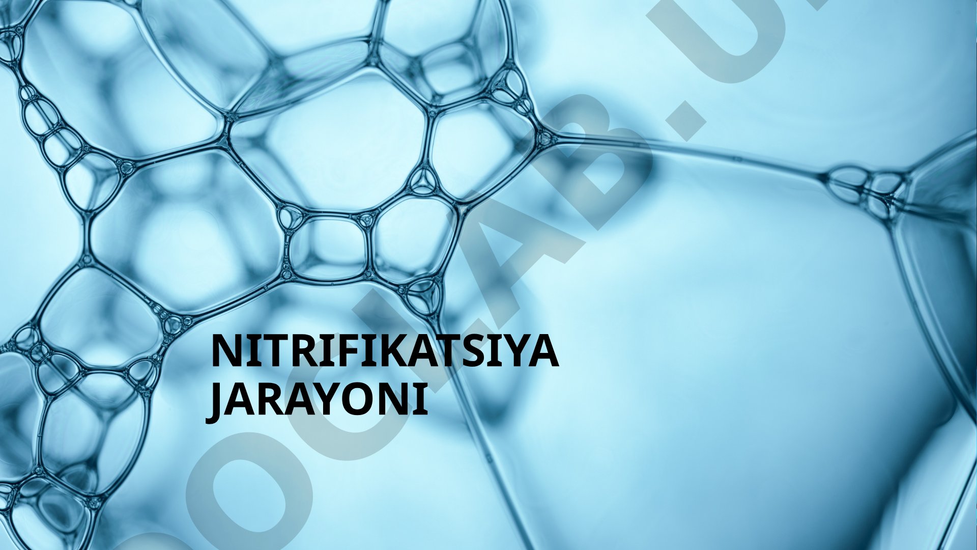 Nitrifikatsiya jarayoni