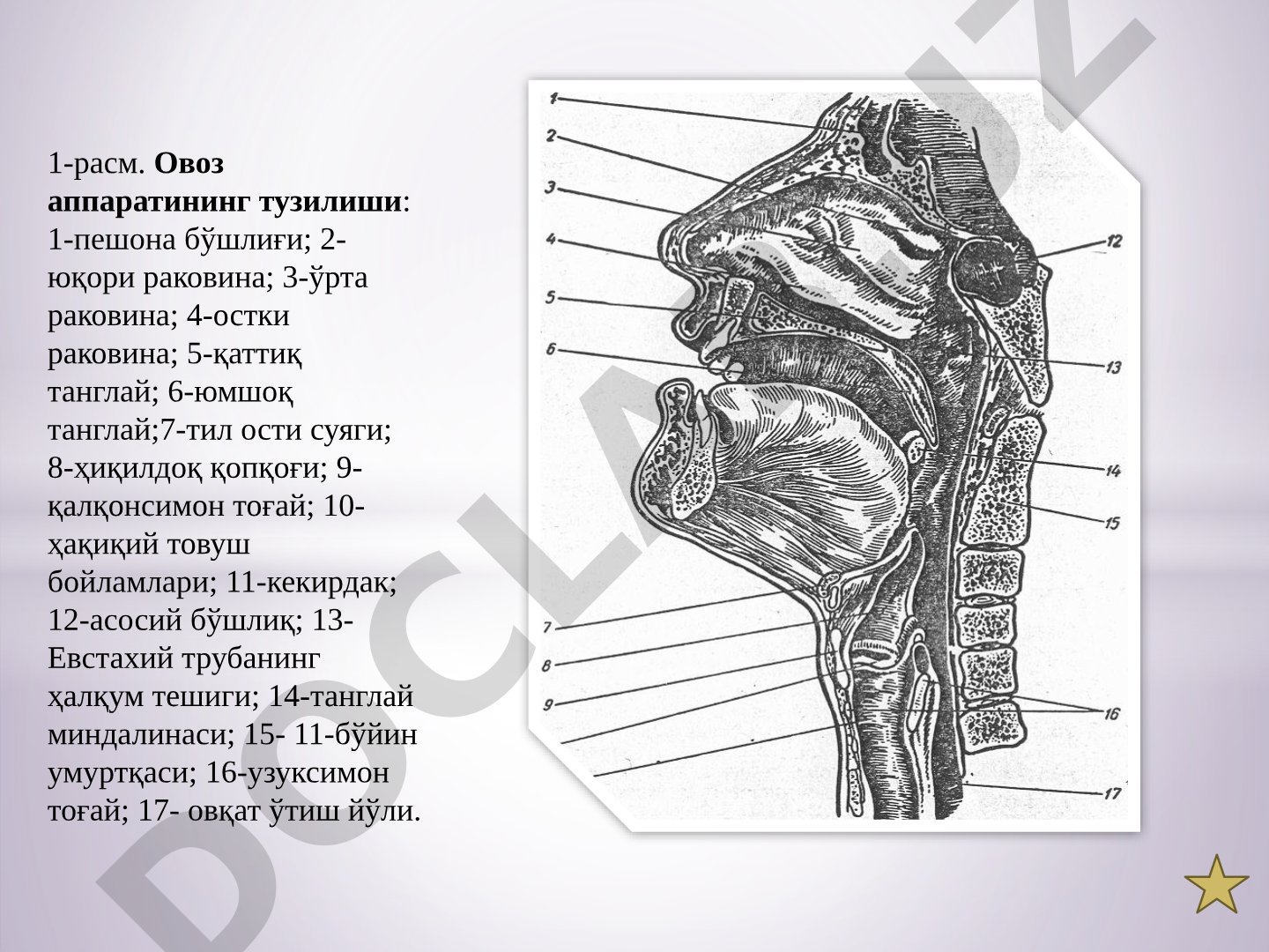 Овоз аппарати аъзоларининг расми ва уларнинг номлари кўрсатилган