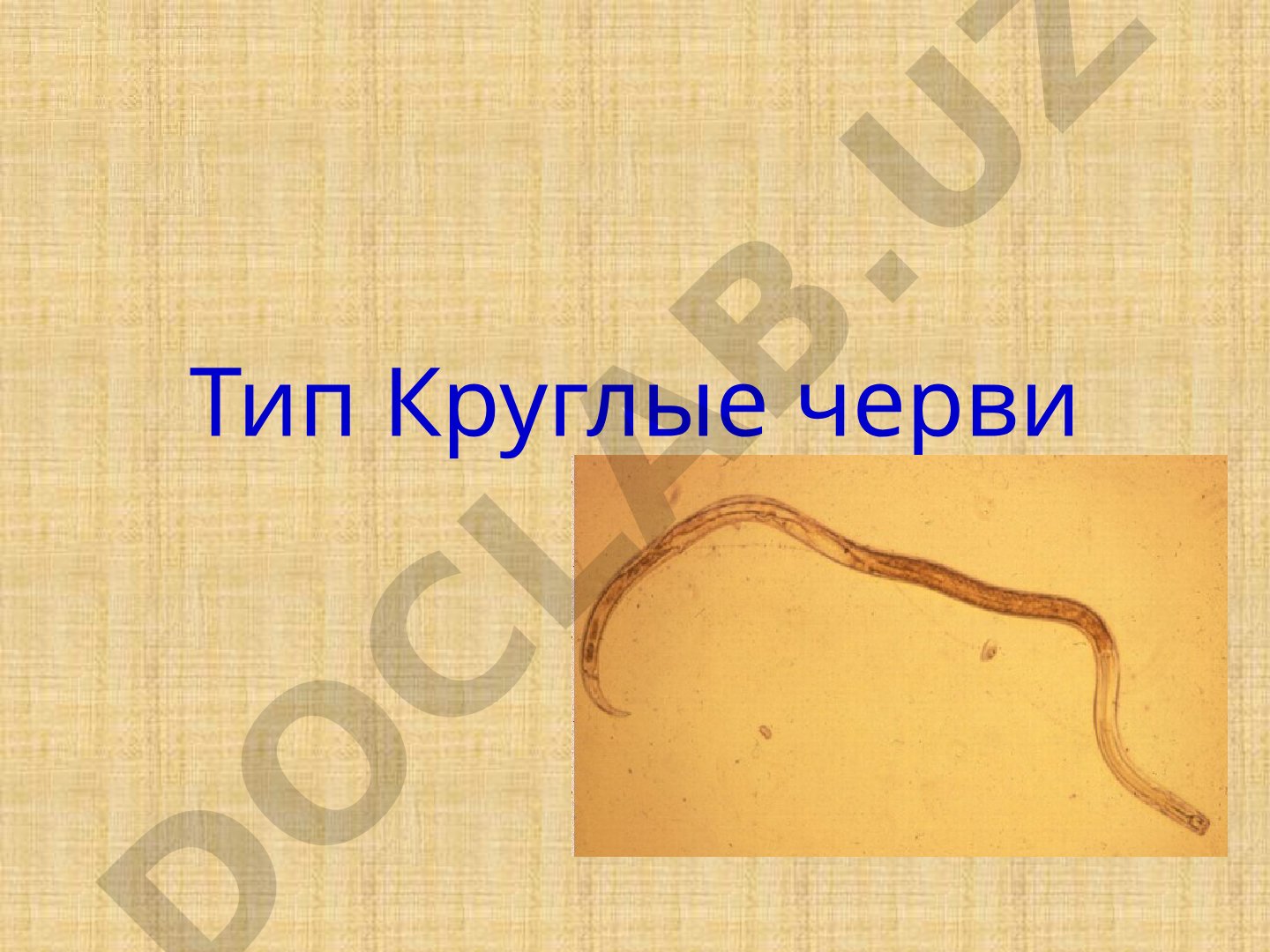 Тип Круглые черви