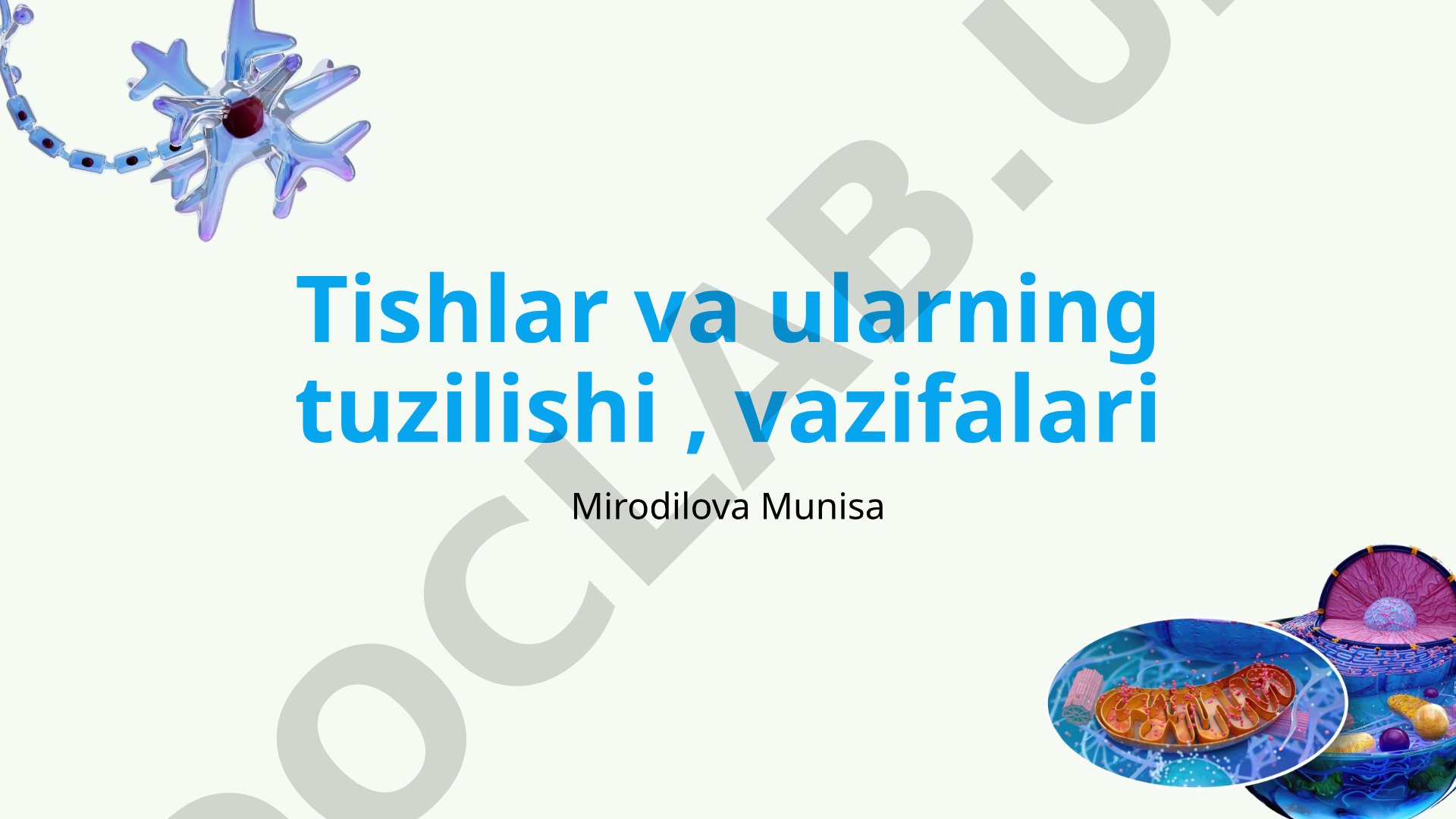 Tishlar va ularning tuzilishi , vazifalari