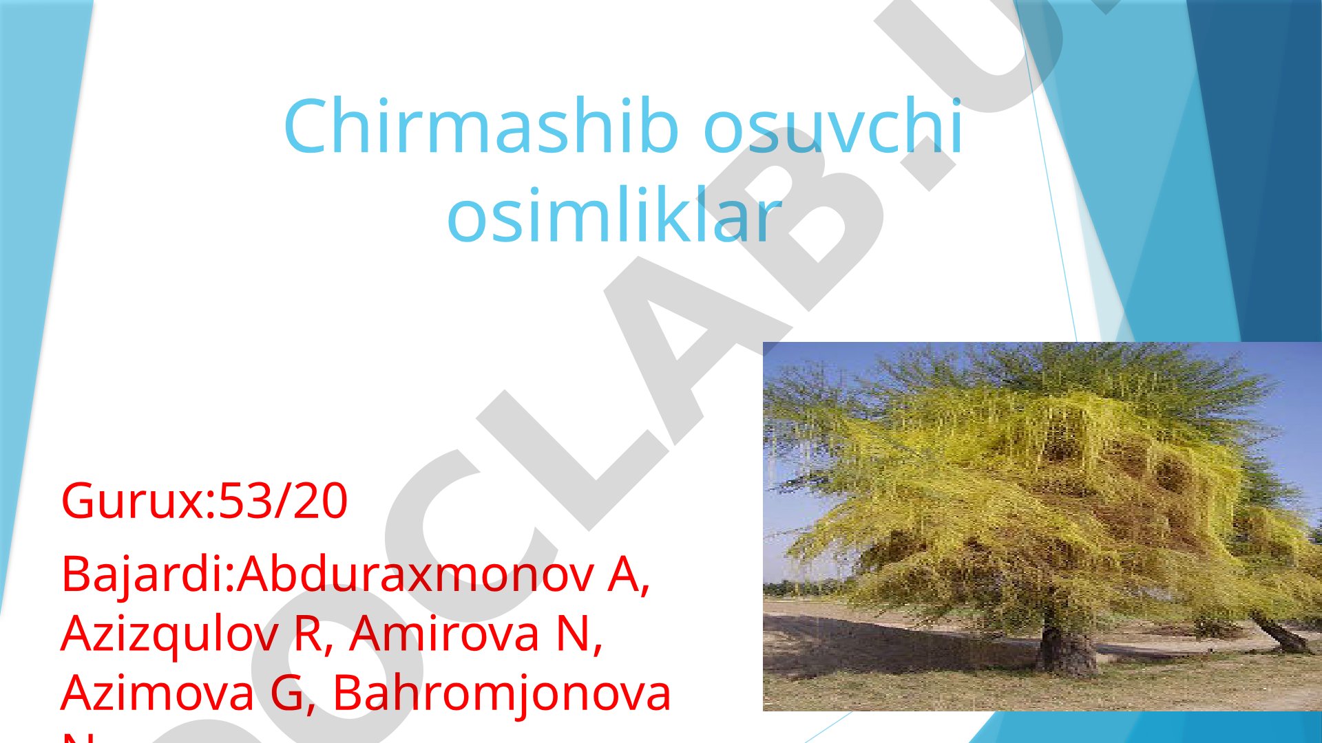 Ushbu taqdimotda chirmashib o'suvchi o'simliklar va lianalar haqida ma'lumot berilgan