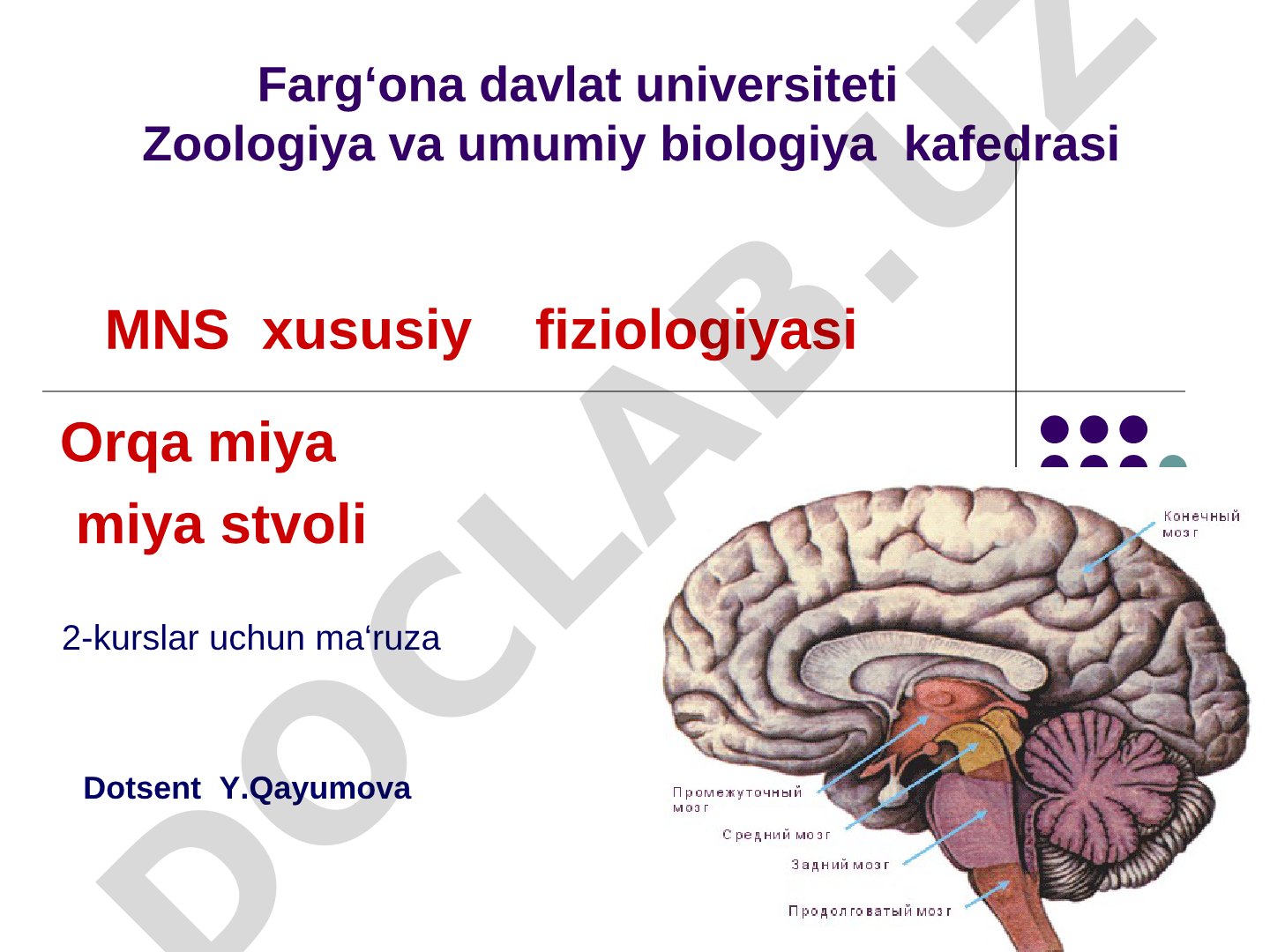 MNS xususiy fiziologiyasi Orqa miya miya stvoli