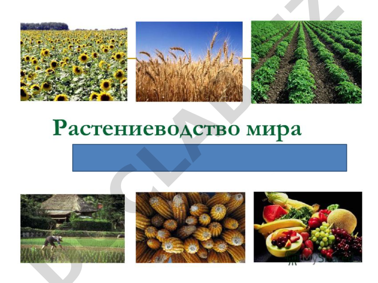 Мировое растениеводство: зерновые, масличные, клубнеплодные и сахароносные культуры
