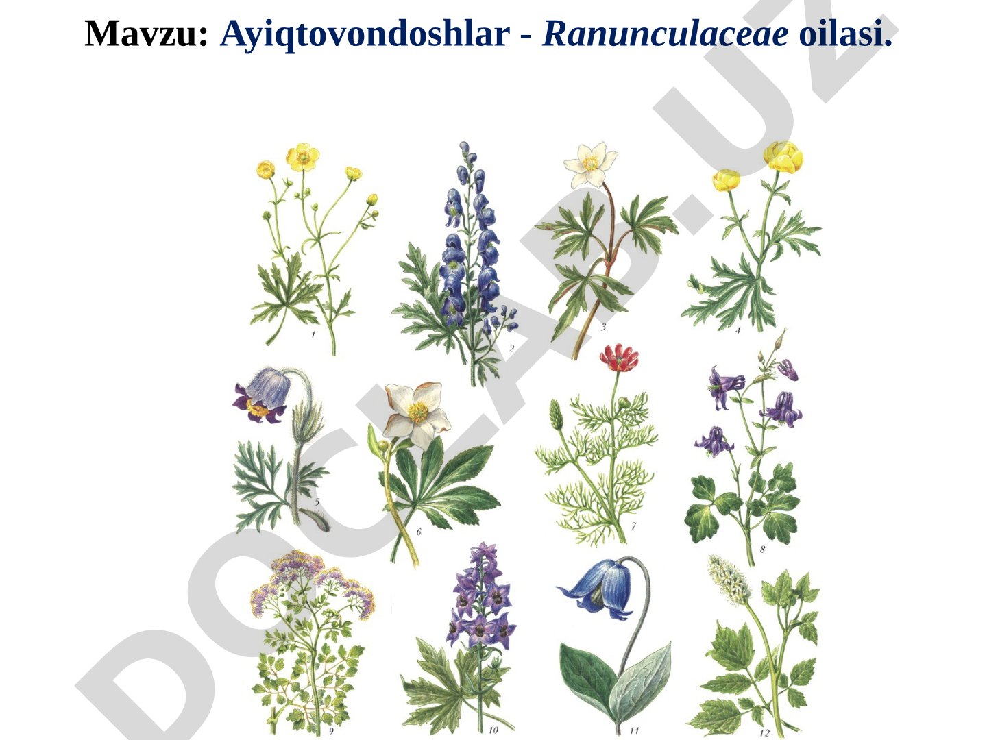 Ayiqtovondoshlar - Ranunculaceae oilasi