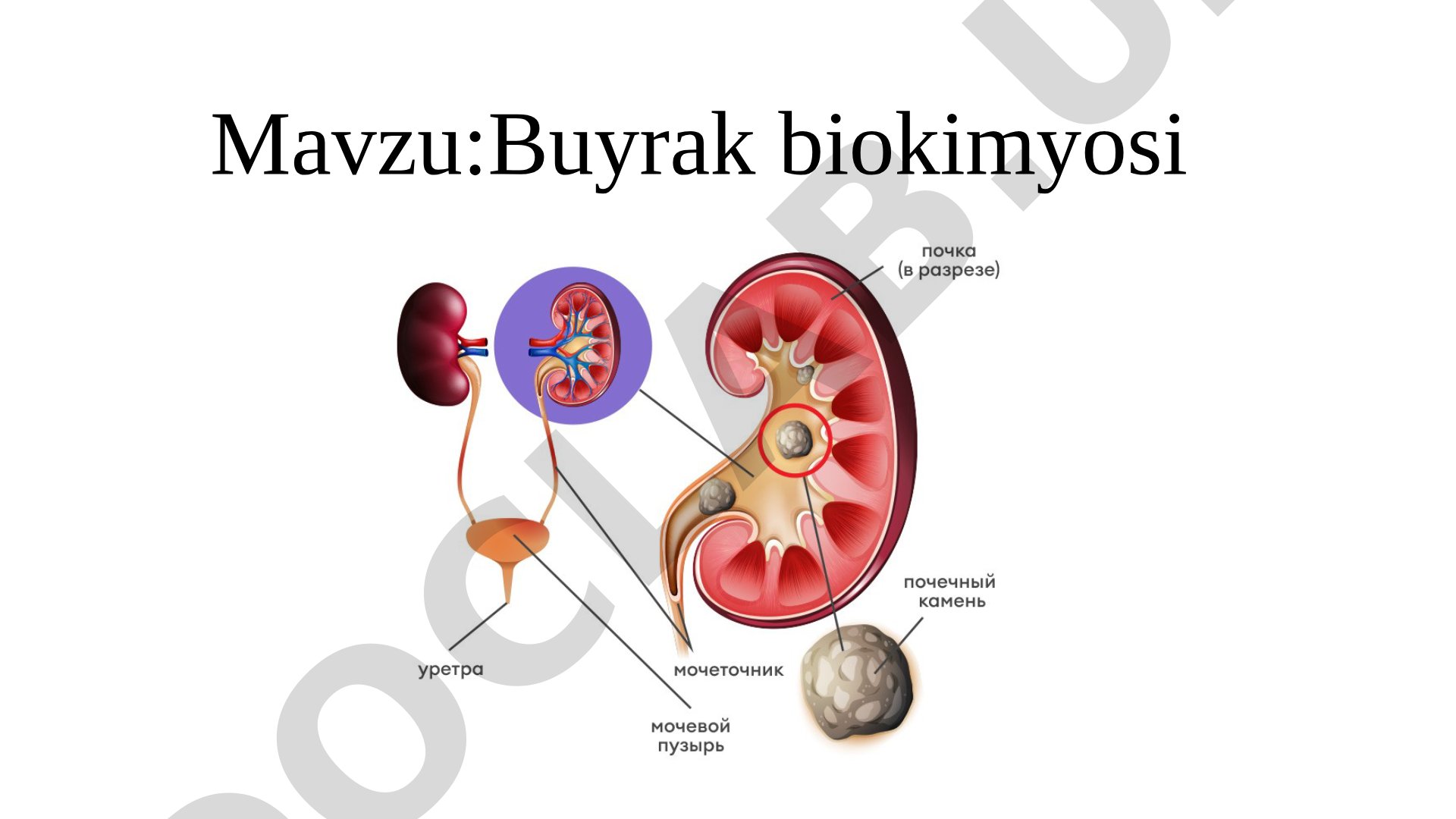 Buyrak biokimyosi