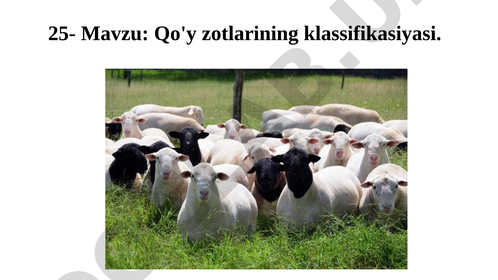 Qo'y zotlarining klassifikasiyasi