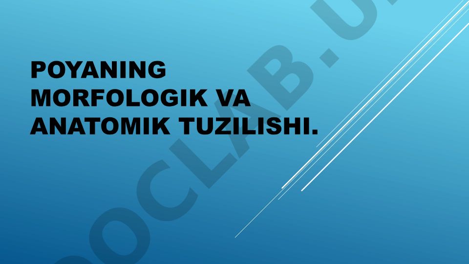 Poyaning morfologik va anatomik tuzilishi