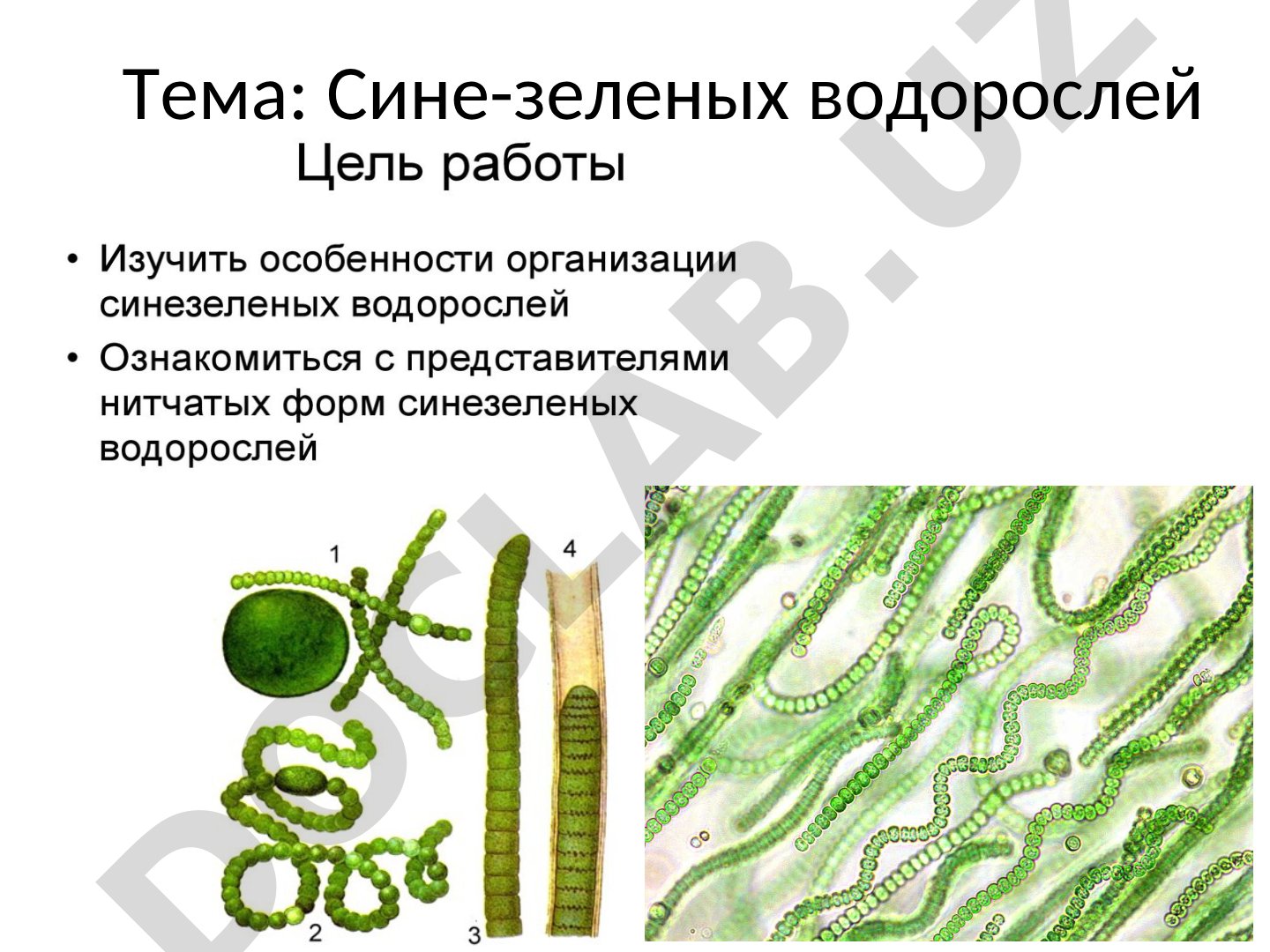 Презентация о сине-зеленых водорослях, их строении и значении