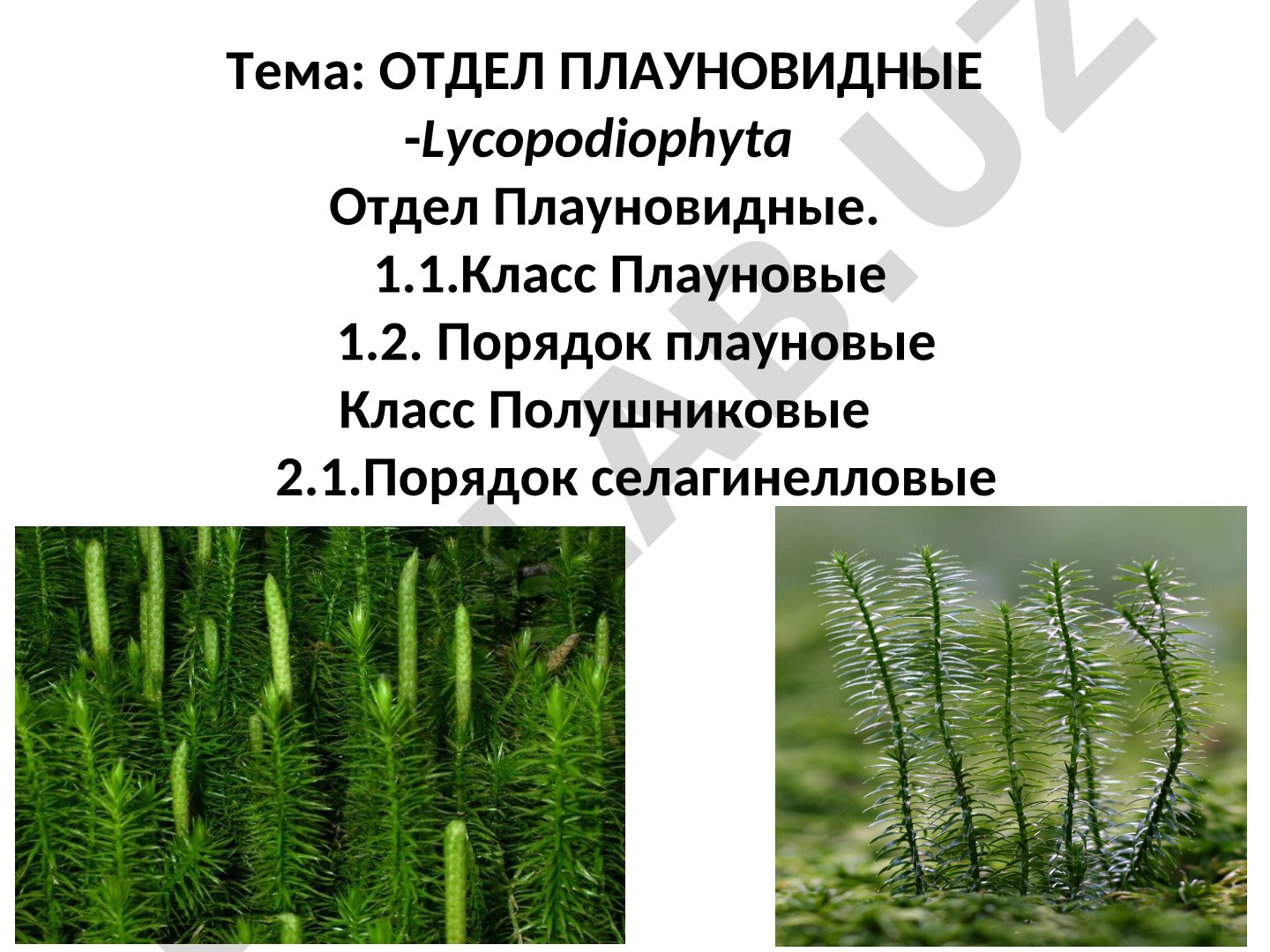 Классификация плауновидных: классы, порядки, семейства и роды