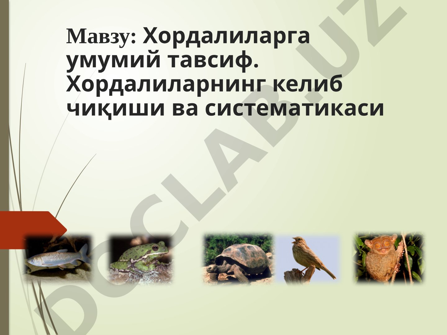 Хордалиларга умумий тавсиф. Хордалиларнинг келиб чиқиши ва систематикаси