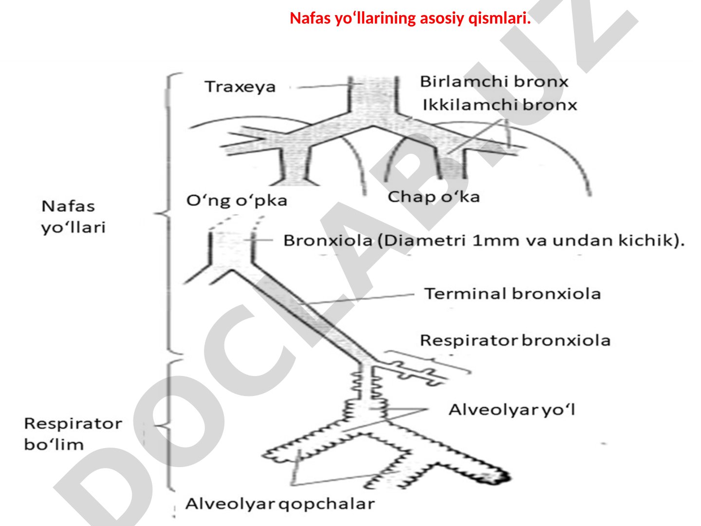 Nafas yo‘llarining asosiy qismlari. Traxeya, xiqildoq va yuqori nafas yo‘larining gistologik tuzilishi