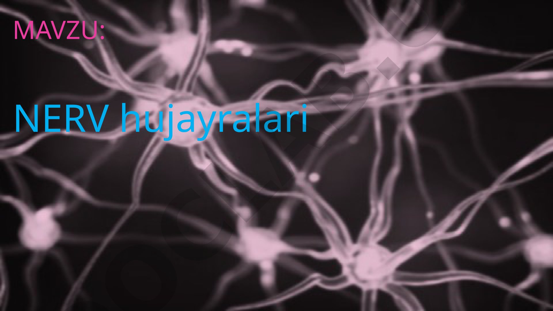 NERV hujayralari