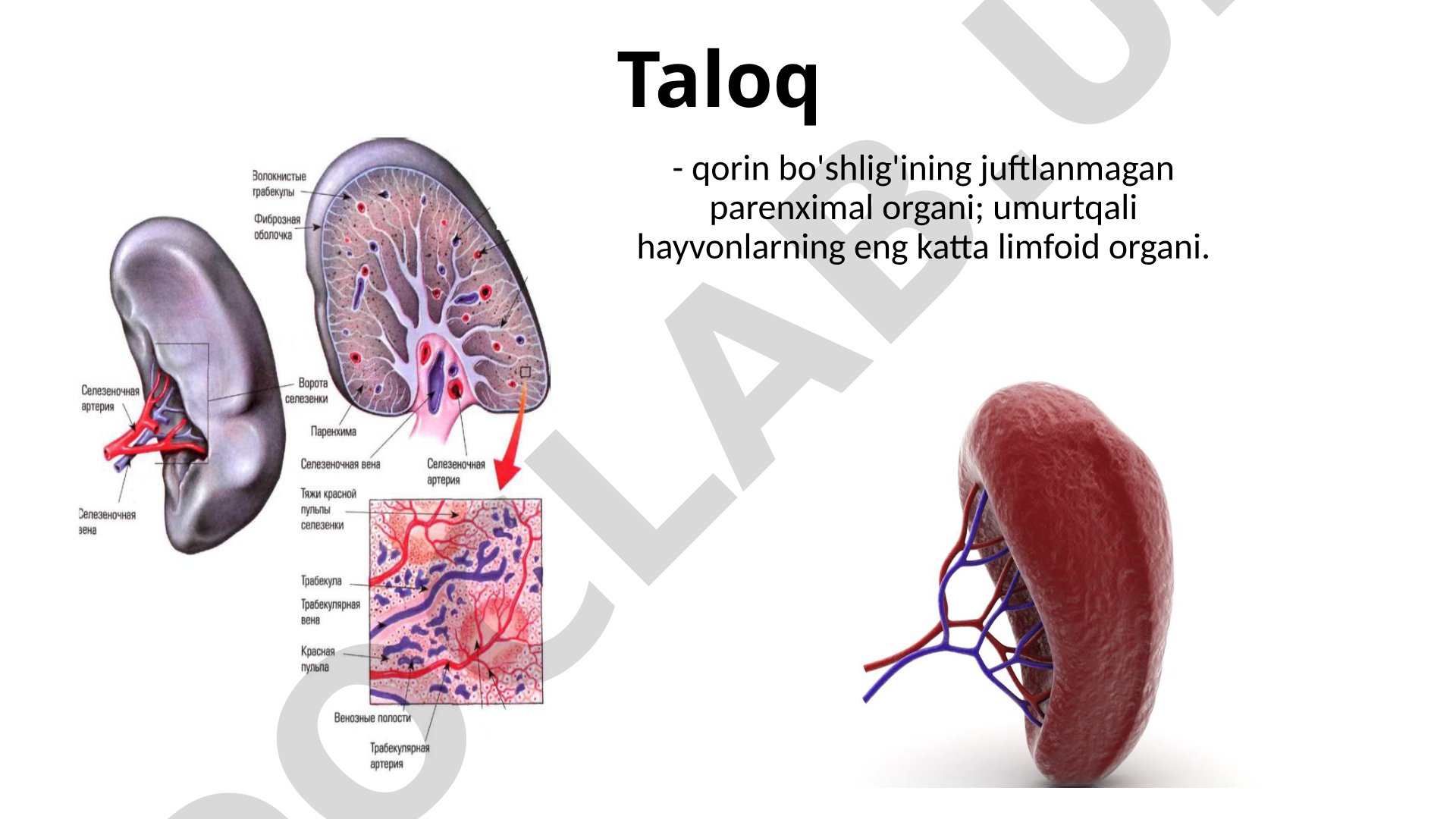 Taloqning vazifalari va tuzilishi