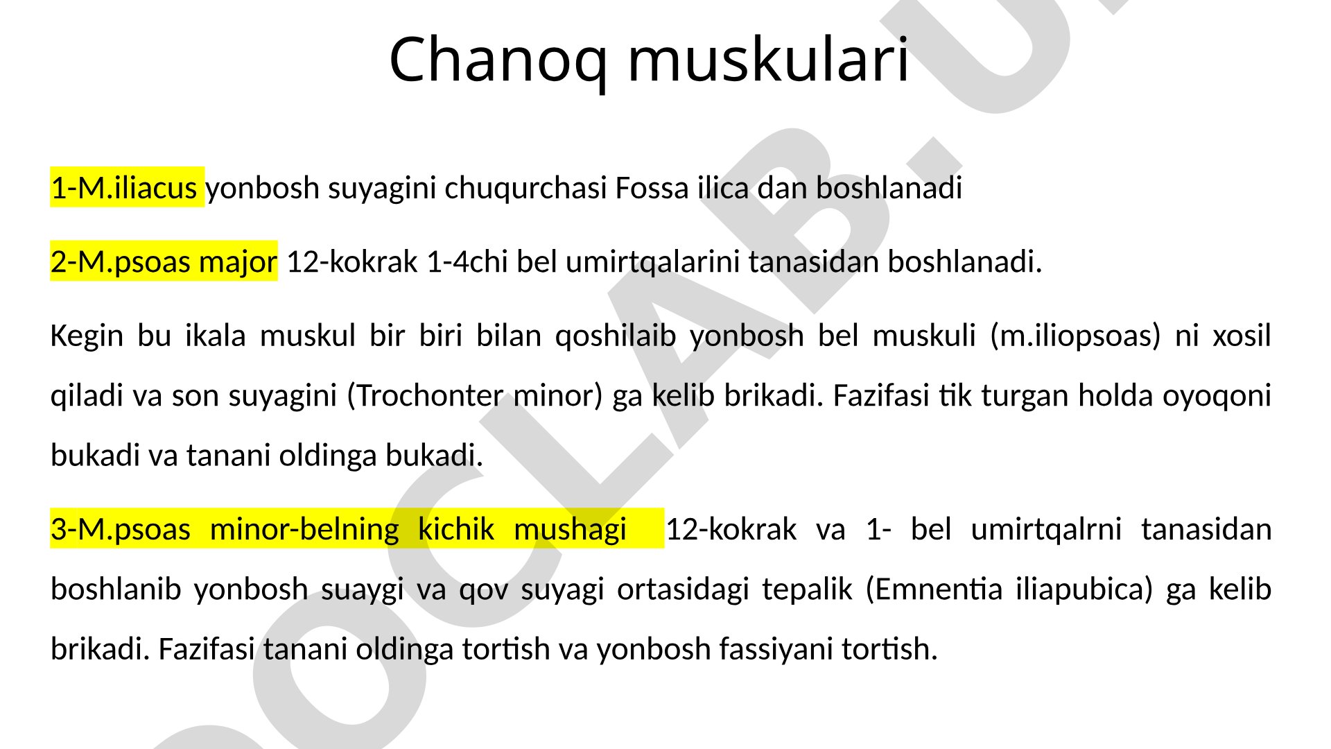 Chanoq muskulari anatomiyasi