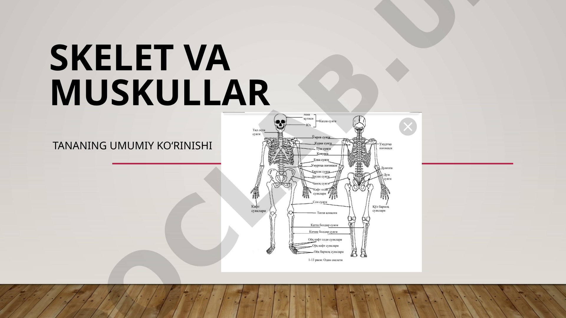 Skelet va Muskullar