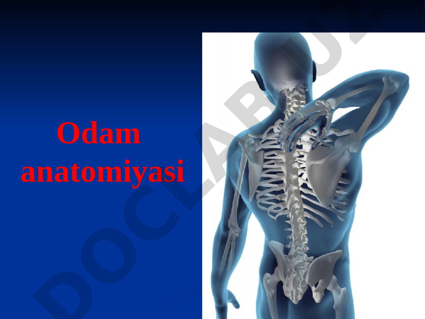 Tayanch harakat sistemasi organlari: skelet sistemasinig umumiy ta’rifi