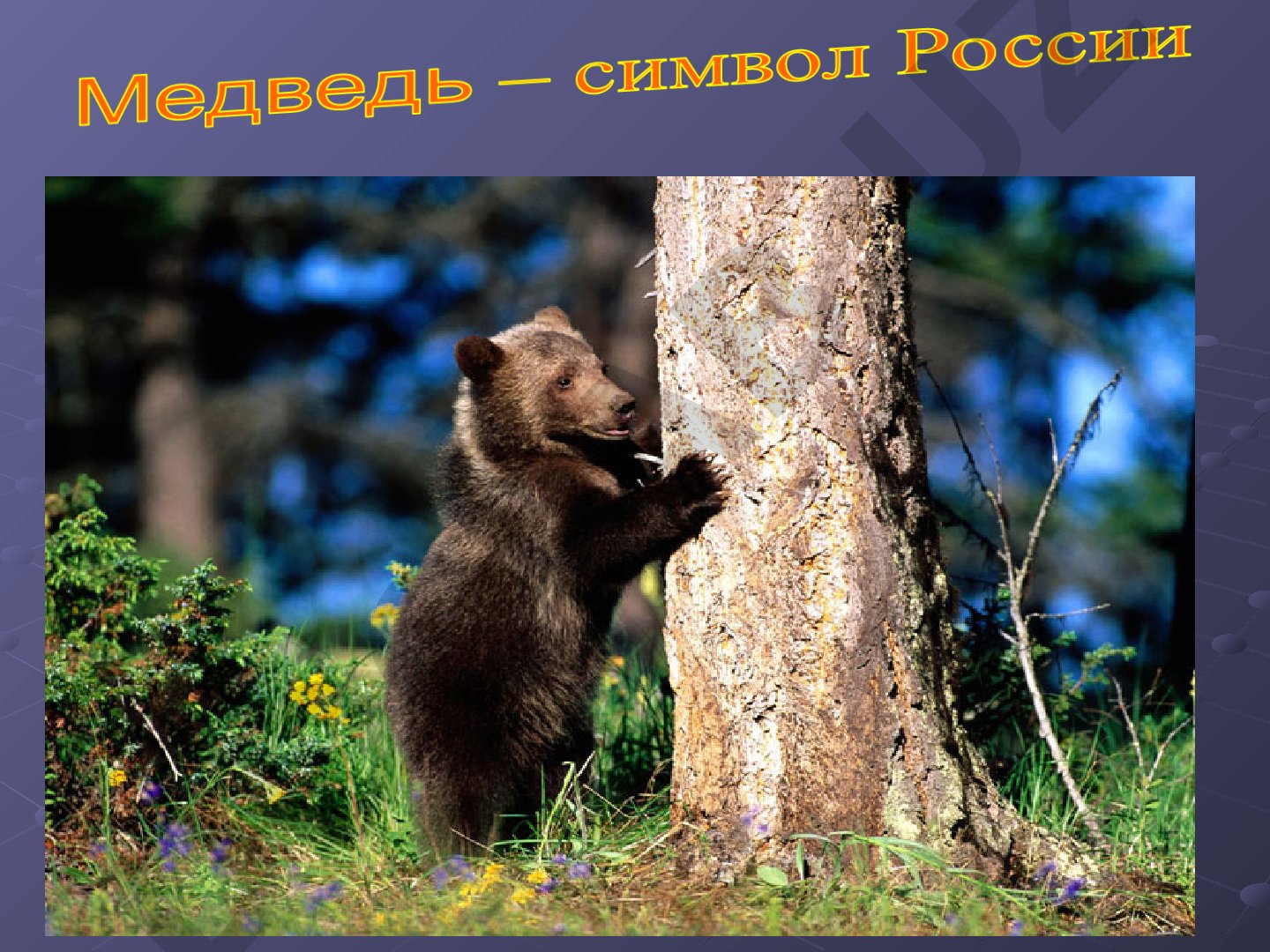 Медведи России: происхождение, виды и символика