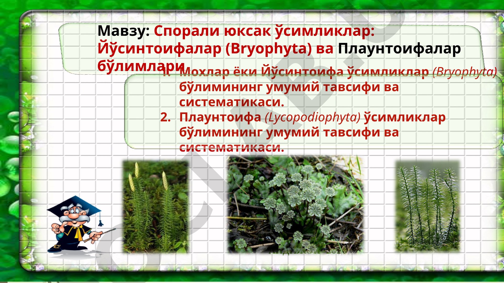 Спорали юксак ўсимликлар: Йўсинтоифалар (Bryophyta) ва Плаунтоифалар бўлимлари