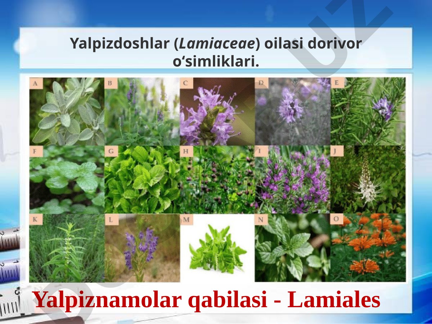Yalpizdoshlar (Lamiaceae) oilasi tavsifi
