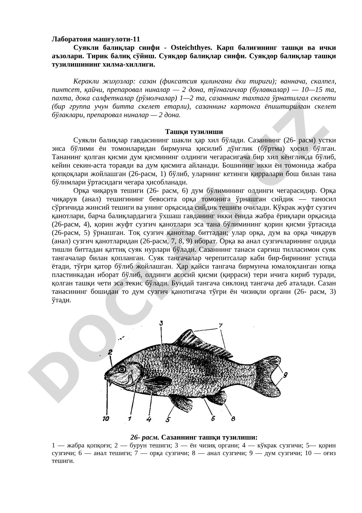 Суякли балиқлар синфи - Osteichthyes ва карп балиғининг тузилиши