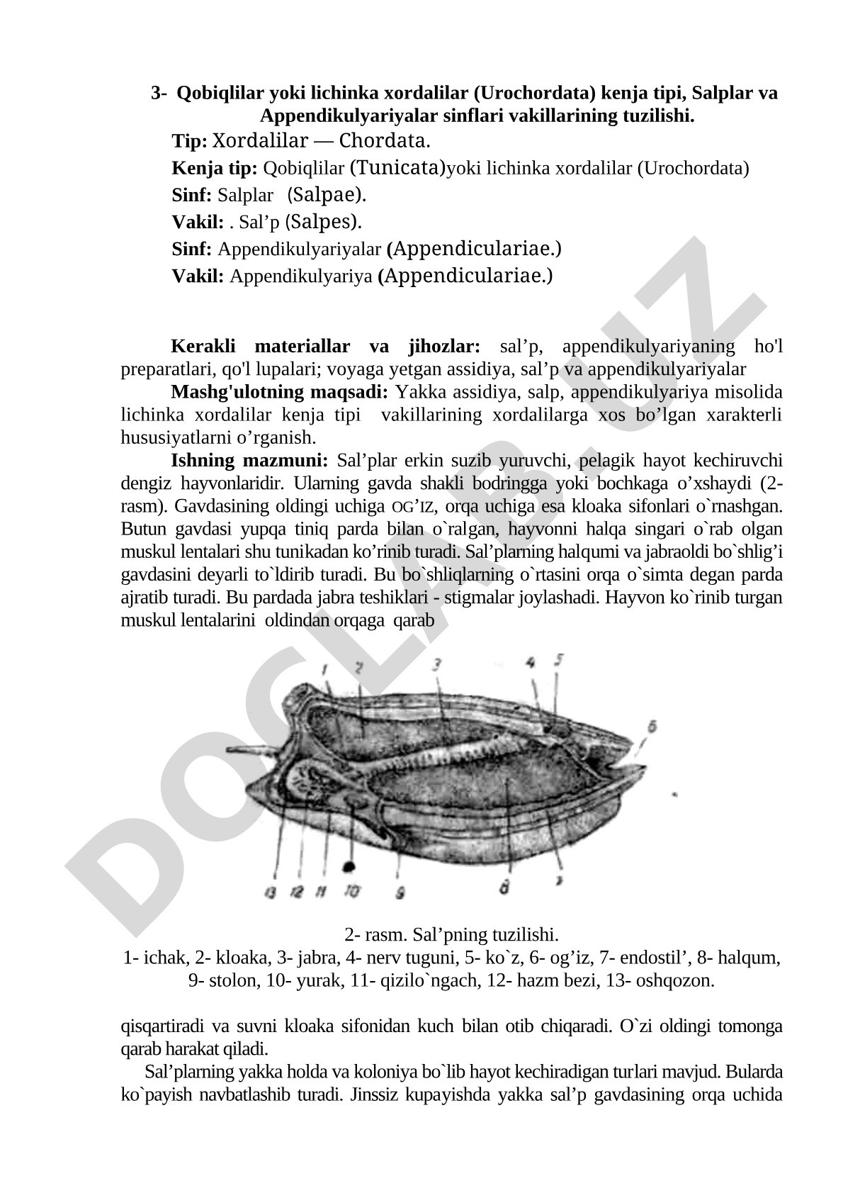 Qobiqlilar yoki lichinka xordalilar kenja tipi vakillarining tuzilishi