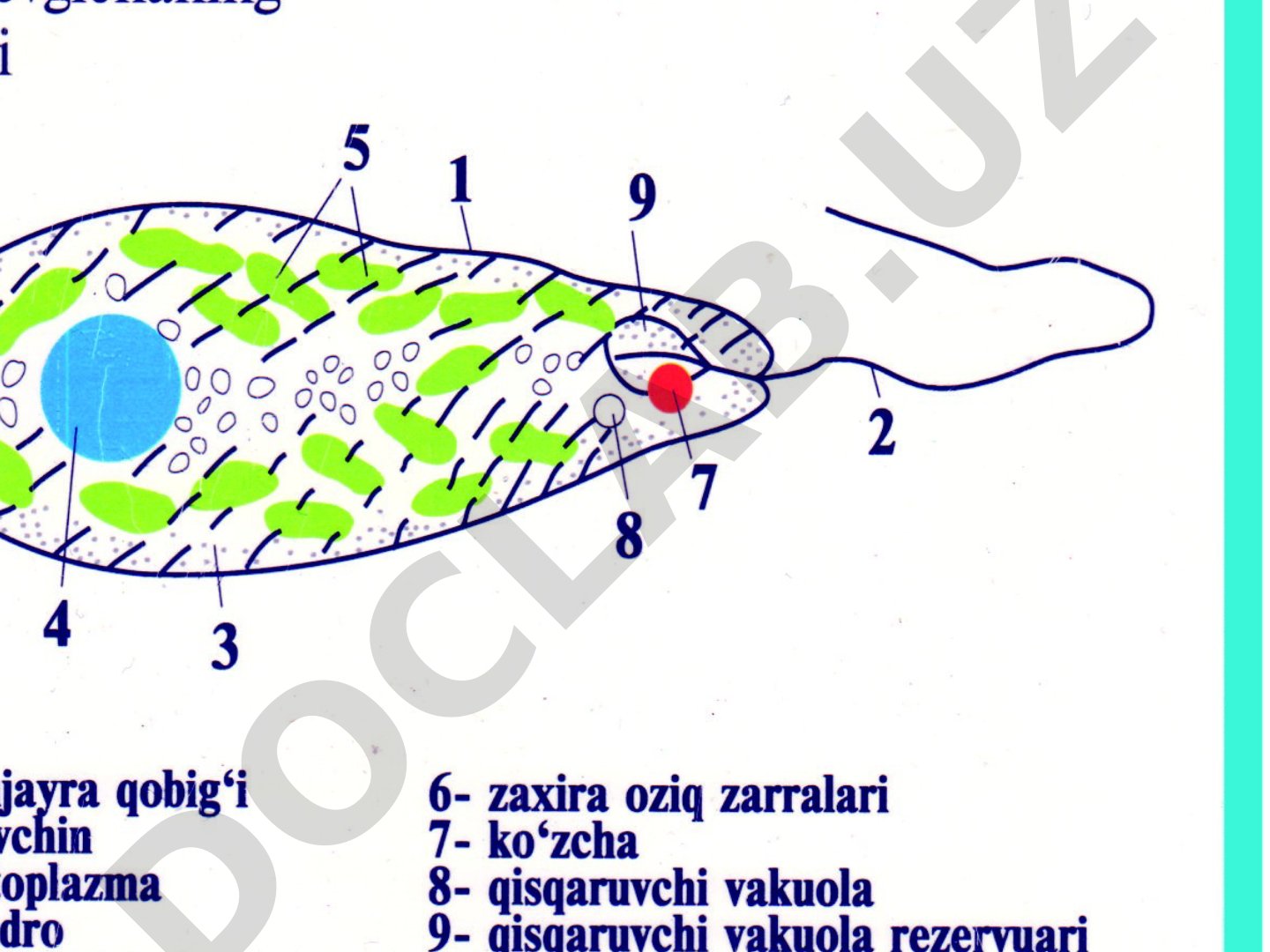 Mavzu keltirilmagan