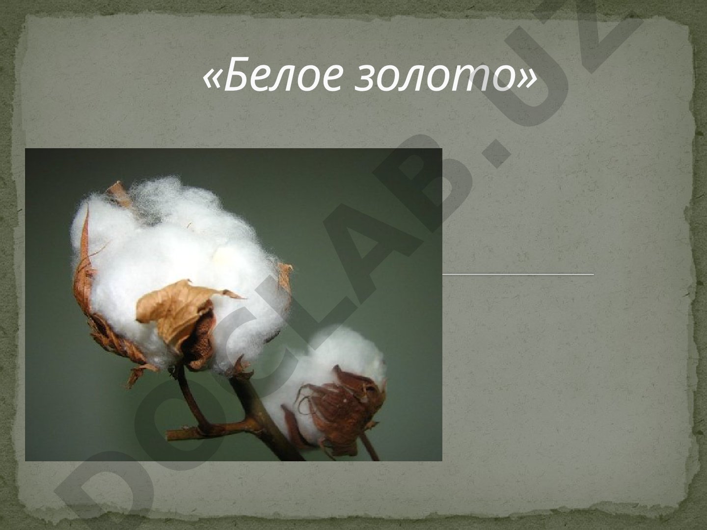 Хлопок: выращивание и использование