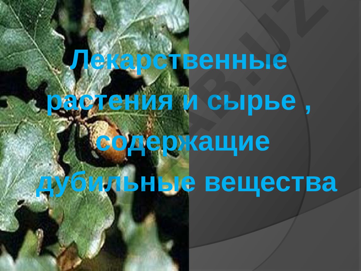 Лекарственные растения и сырье, содержащие дубильные вещества