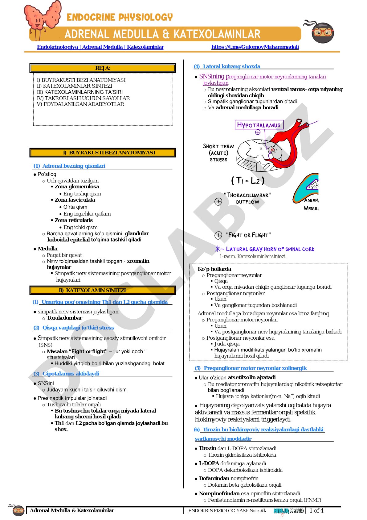 Adrenal Medulla & Katexolaminlar
